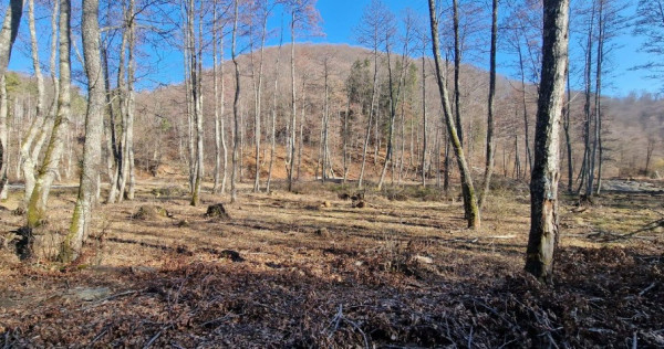 Teren - BrătioarCândești, Albeștii de Muscel, 2449mp