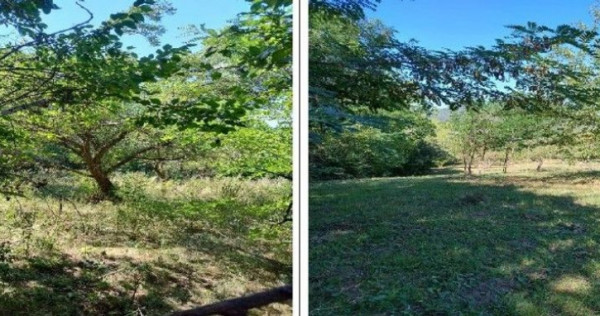 Teren Buciumeni, ID: R2431873