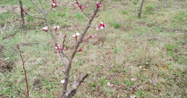 Teren intravilan de vanzare in Calarasi langa Turda!