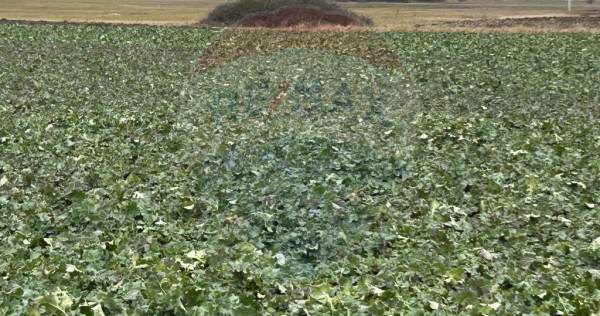 Teren intravilan 80500mp. aproape de nodul rutier de pe D...