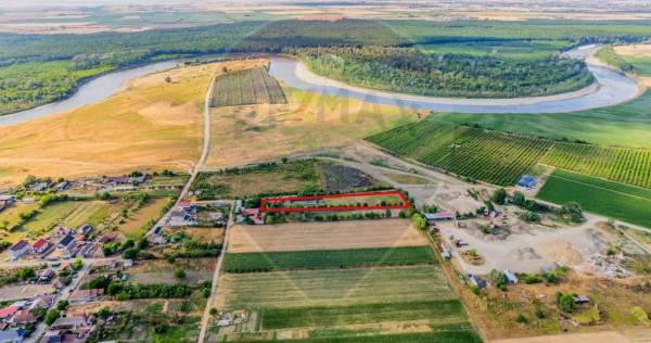 Ferma de cai andaluzi de vanzare - Zadareni