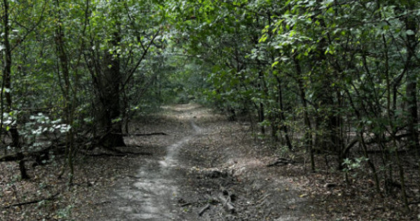 Teren Padure - 20.000mp - Scoala Americana - Pipera