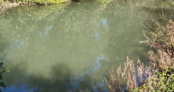 Teren imprejmuit cu iaz indiguit, 7200mp, Fratautii Vechi, R