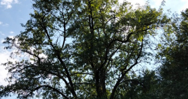 Teren suprafata 7,8 ha,zona idilica-Apuseni