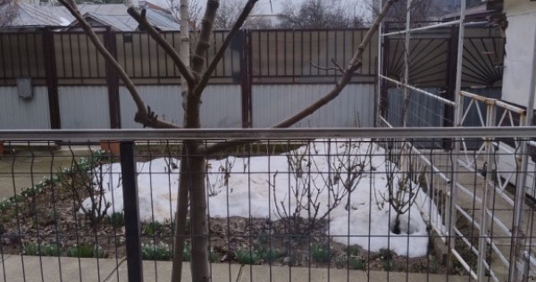 Aparatorii patriei parter la curte