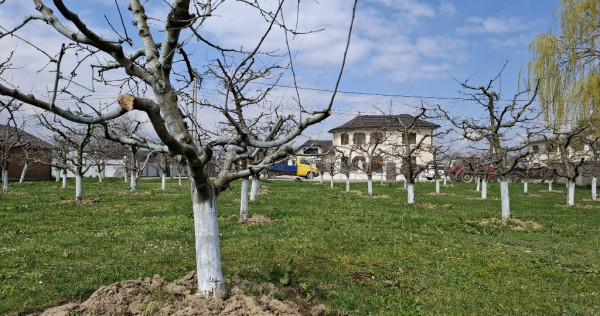 Teren Intravilan 2000 mp - Livadă de meri, Răucești, Neamt