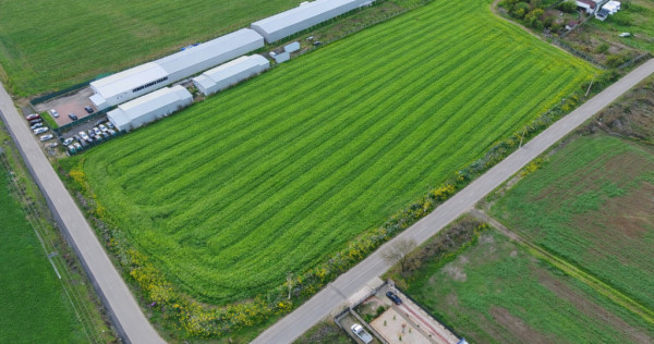 Teren intravilan 7.811 mp | Ciolpani, Ilfov | Acces drum pub