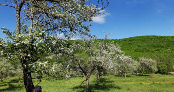 Teren de V&acirc;nzare, Budeasa Mica &ndash; Potrivit pentru Casă...