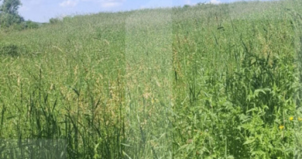 Teren extravilan 4.500 mp &icirc;n Tudora