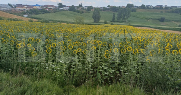 Teren de v&acirc;nzare, intravilan, 20 ari, Moara Nica
