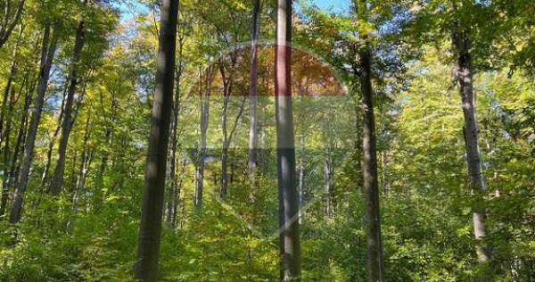 DE V&Acirc;NZARE &ndash; FOND FORESTIER PRIVAT | 100,9 ha | Județ...