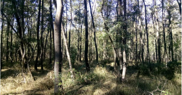 Teren extravilan padure Buzau,Costesti