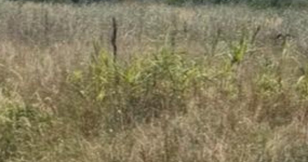 Teren intravilan, 1036 mp, zona Carcea
