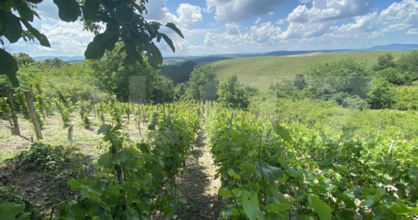 Teren extravilan vie cu cabana, in suprafata 3000 mp, zona H