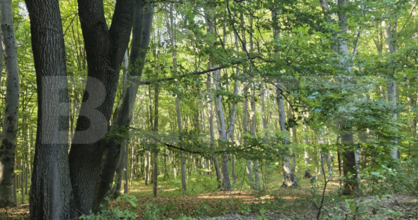 Teren de 524 mp la liziera padurii Faget