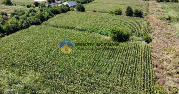 Teren intravilan 3866 mp Dumbrava Rosie