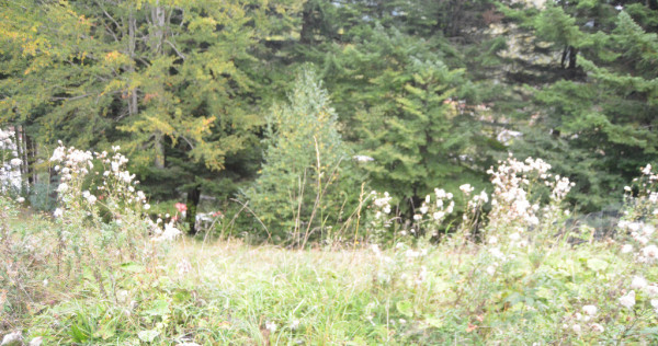 Busteni-Teren cu panorama superba de vanzare