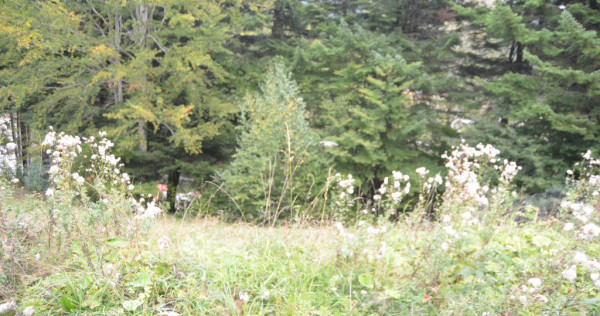 Busteni-Teren de vanzare cu o panorama superba