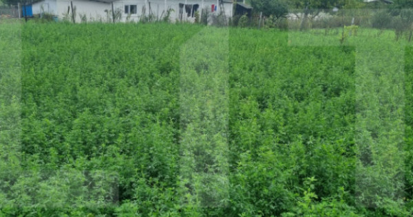 Casa bătrânească + Teren 1.666 mp intravilan, la 8 km de