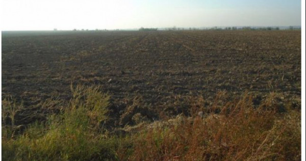 Cota de 5/24 din teren extravilan Carpinis, judetul Timis;