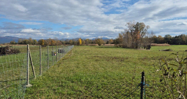 Chechis, 27 ari teren intrav.