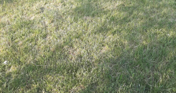 Teren agricol extravilan 1 ha