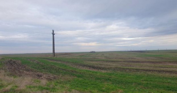 -teren extravilan, com. Satchinez, jud. Timis