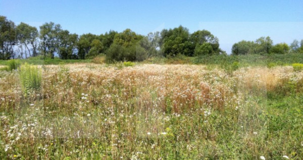 Teren intravilan Sacalaz