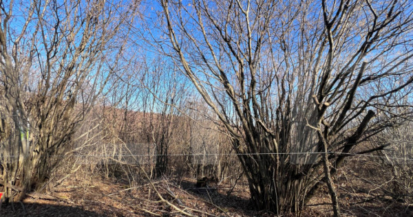 Teren de Vanzare comuna Ciurila