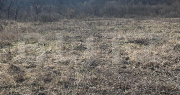 Teren intravilan de vanzare, 9783 mp, Paleu zona Iacului