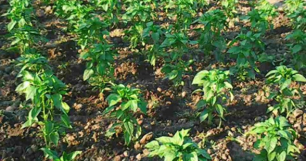 Vanzare teren intravilan (sat Maldaresti, comuna Dealu Morii, jud. Bac