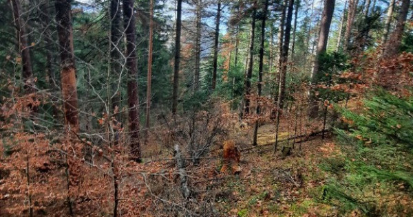 Teren forestier 2.500 mp, Vadurele comuna Alexandru cel Bun jud. Neamt