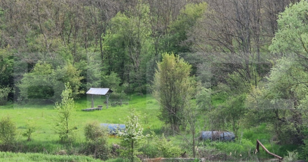 PADURE SALCAM, 120000mp, BRADESTI