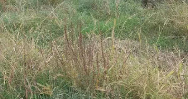 Teren intravilan cu PUZ in Cisnadioara