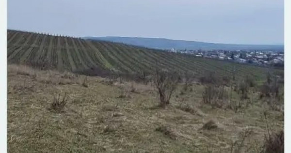 Teren viticol intravilan/extravilan 3,5 ha