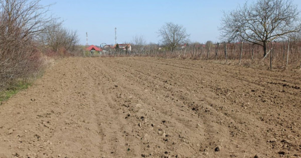 Teren extravilan 2400 mp in Afumati