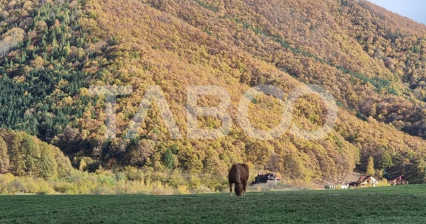 Teren 5000 mp oportunitate investitie turistica Gura Raului