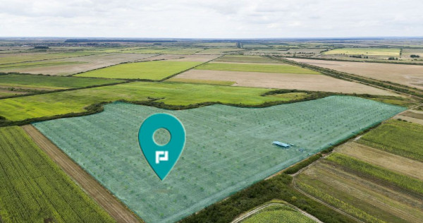 Livadă BIO de nuci de vânzare lângă Cermei