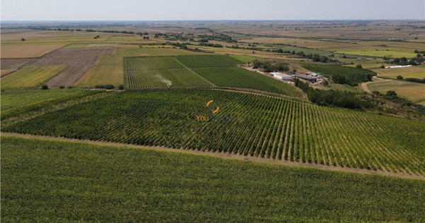 Afacere Investitie Vie 4 Hectare 40 km de Oradea