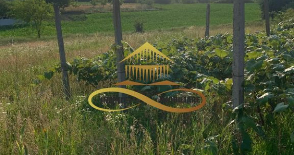 Teren EXTRAVILAN de vanzare BOSOTENI / TESCANI 7100 mp