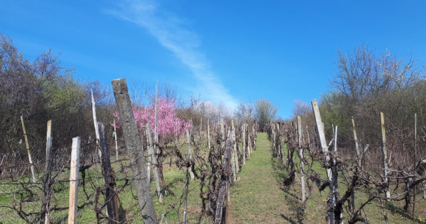 P.F Teren cu viță de vie – Cristian, județul Sibiu 700mp