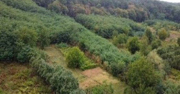 Teren Duta-Epureni, ID: R2757048