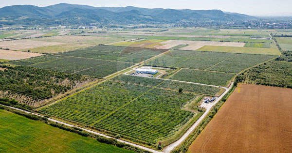 DE VANZARE una dintre cele mai moderne plantatii de afin ...