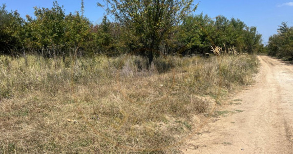Teren intravilan 5744 mp Mosoaia-Prunilor