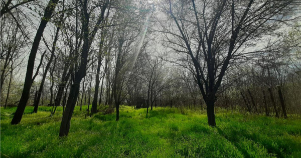 Teren 1274 mp cu livada si casa veche Primarie Bragadiru