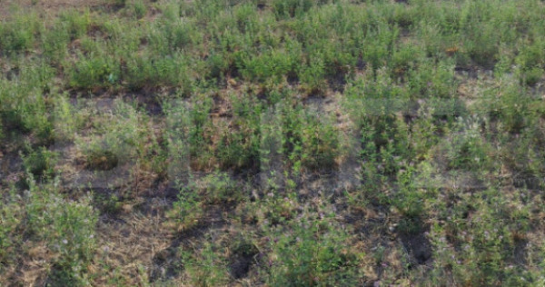 Teren intravilan, 500 mp, zona Releu - Simnicu de Jos