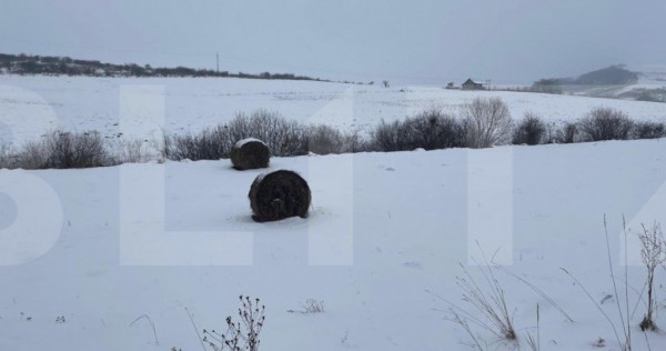 Teren intravilan de 713 mp in Deusu, la limita cu localitate