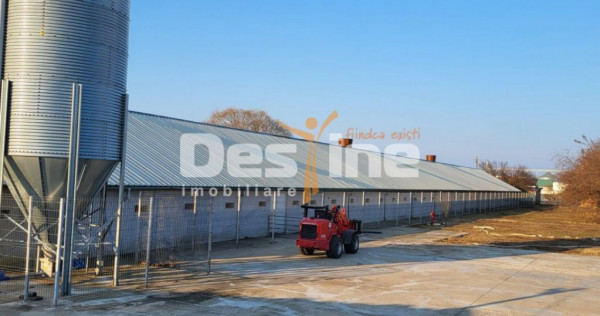 AFACERE LA CHEIE FERMA DE PORCI