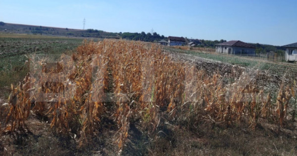 Teren intravilan agricol &ndash; Mihai Viteazu, 3.000 mp