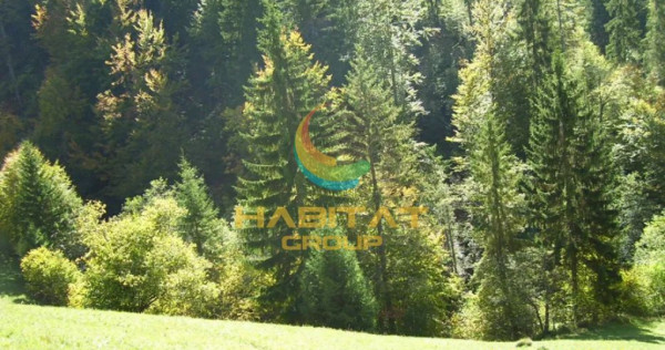 Teren Dambovicioara 6000 mp Ideal Investitie